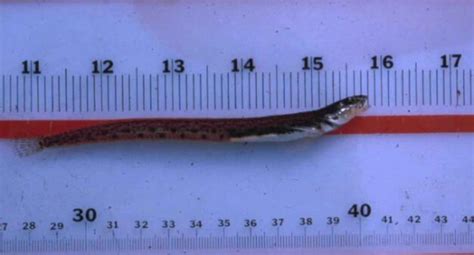 Free picture: eelpout, fish