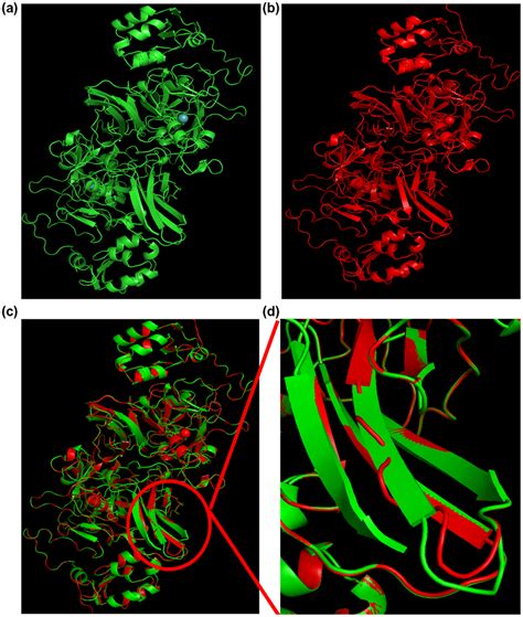 Predicted Tertiary Structures Of Wildtype A And P I525 Mfs 102