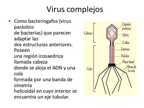 Virus Morfologíacomponentes Y Replicación