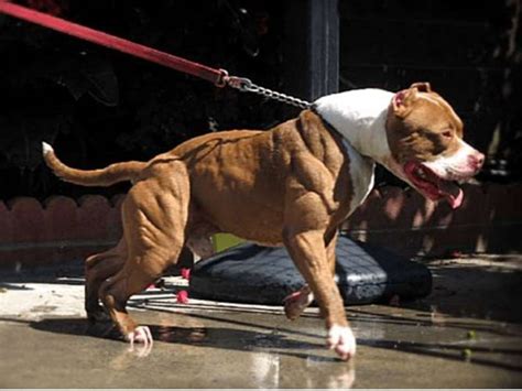 Most Muscular Dogs Of All Time