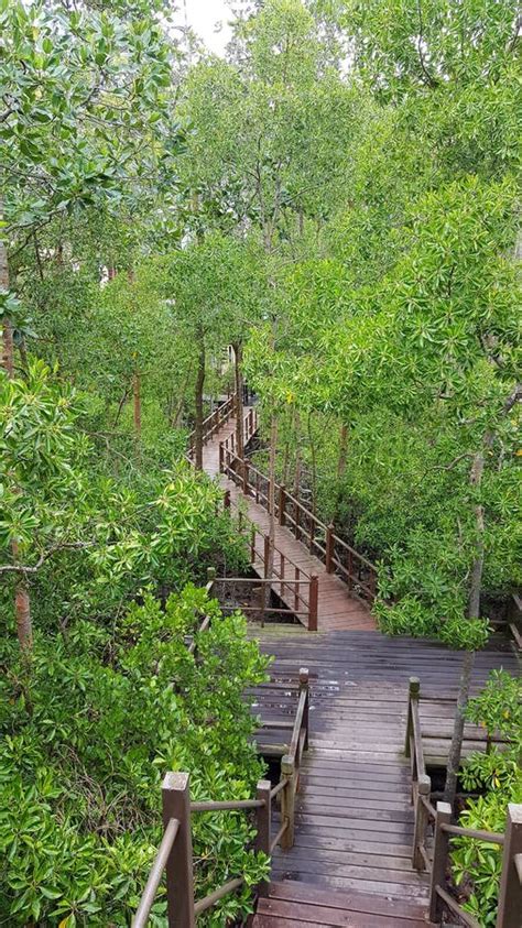 Tanjung Piai National Park stock image. Image of flora - 113302607