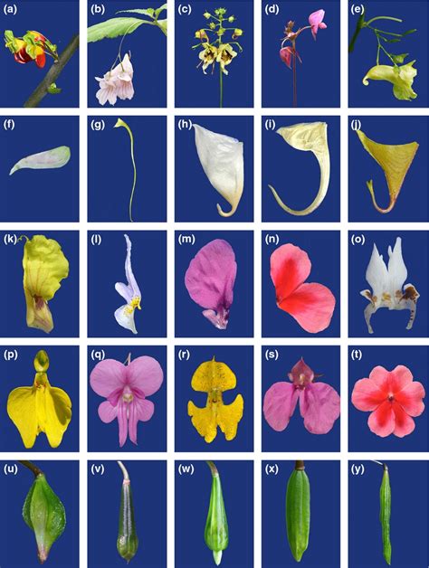 Phylogeny Of Impatiens Balsaminaceae Integrating Molecular And