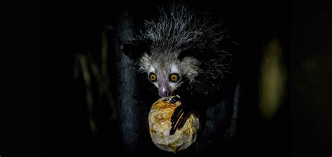 Creepiest Animals In The World