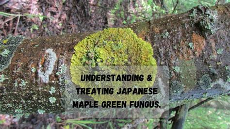 Japanese Maple Fungus On Trunk: Types, Causes & Treatment