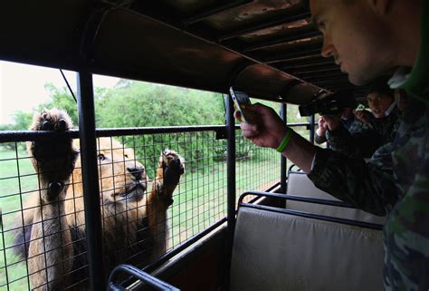 'Lion Park' where an American was mauled to death has a controversial ...