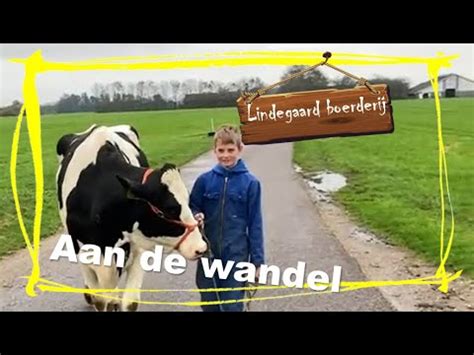 Kalfjes Voeren En Paardenwei Verzetten Youtube