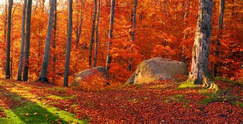 K K K Vancouver Island Parks Canada Parks Rivers Autumn