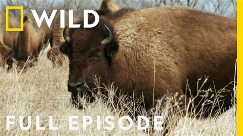 Bring On The Bison And Crane Migration Full Episode Heartland Docs