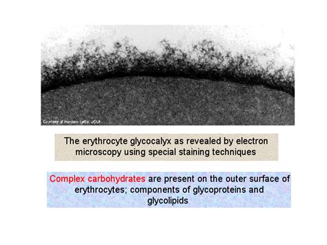 The erythrocyte glycocalyx as revealed by electron microscopy using ...