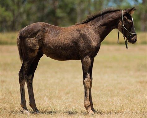 Penta Sheba Hsh Emu Gully Heritage Stock Horse Waler Stud