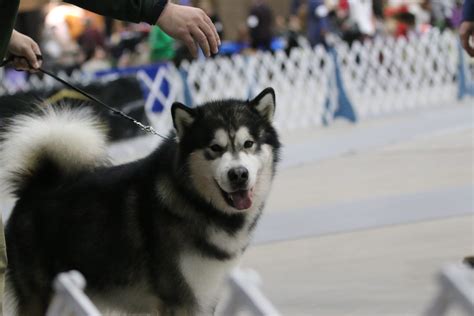 Kaviak Alaskan Malamutes Kansas Malamute Breeder