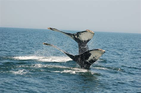 Whales, trails, and more put the fun in Bay of Fundy | Sponsored