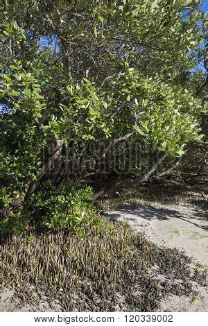 Black Mangroves Image & Photo (Free Trial) | Bigstock