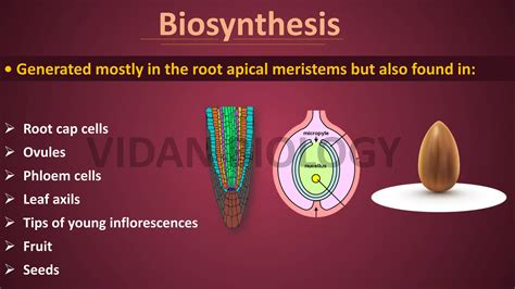 Cytokinin Plant Hormones Ppt