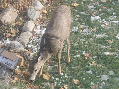 Residents worried about deer caught in tomato hoop - Castanet.net