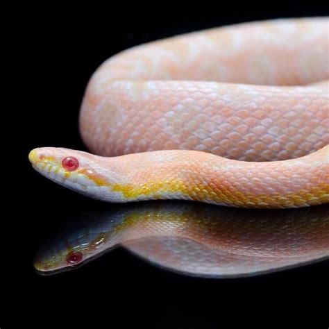 Motley Snow Corn Snake