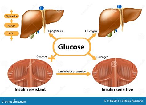 Glycogen in Liver and Muscle Stock Vector - Illustration of health ...