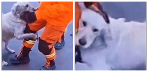 La Tierna Reacción De Un Perro Al Ser Salvado Por Un Bombero Que Conmueve A Todos En Redes