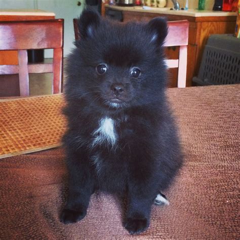 Images Of Black Pomeranian Puppies - Pets Lovers