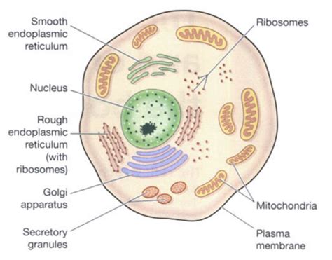 Structure and Function of Human Cell – PHB Education