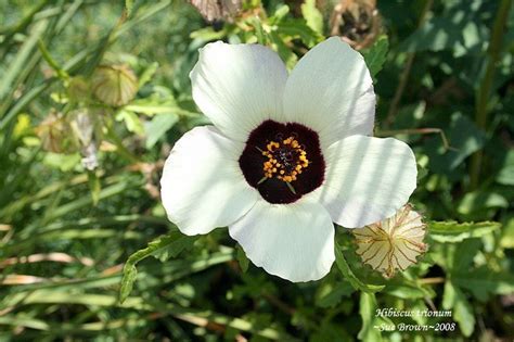 Plantfiles Pictures Hibiscus Species Bladder Hibiscus Flower Of An