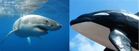 Orca Vs Shark