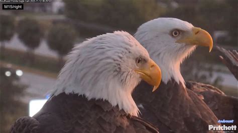 SWFEC 11 12 23 A Stronger Bond After Defending Their Nest Together