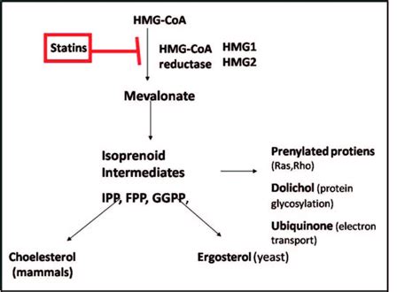 6 Details of the mevalonate pathway. The bulk product of mevalonate ...