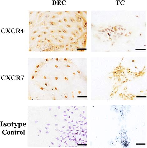 Cxcr And Cxcr Were Co Expressed In Primary Human First Trimester