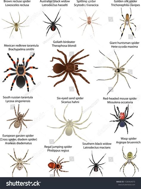 types of house spiders uk - Darleen Novak