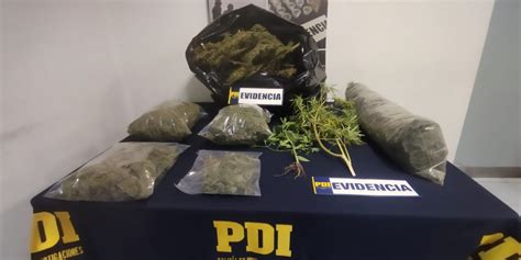 Incautan 7 Kilos De Droga En Domicilio De Llay Llay