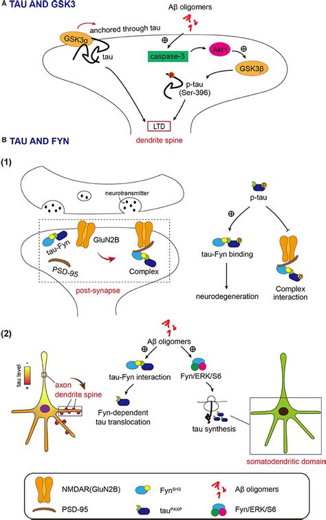 Frontiers Tau Acts In Concert With Kinase Phosphatase Underlying