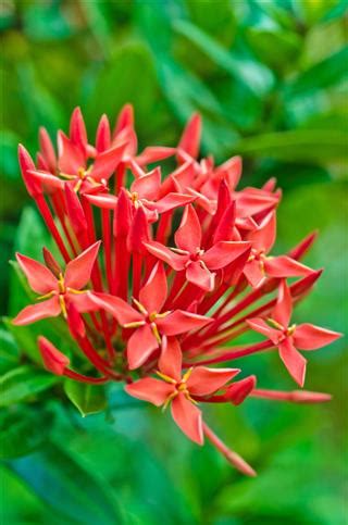 A Stunning List of Jasmine Plant Varieties - Gardenerdy