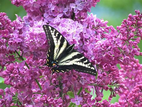 Soluk Tiger Swallowtail Solgun Pixabay de ücretsiz fotoğraf Pixabay