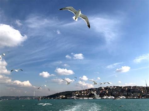 Two White Birds Flying Under Cloudy Sky · Free Stock Photo