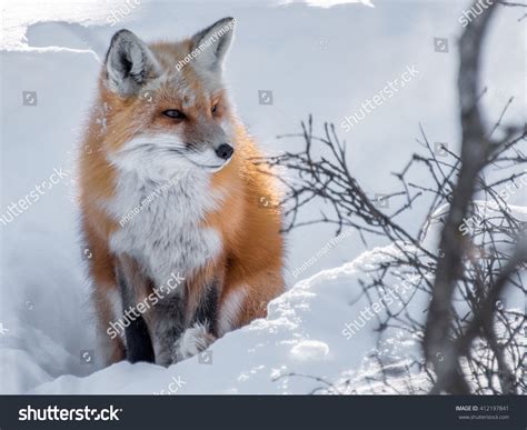 Red Fox Sitting Snow Stock Photo 412197841 Shutterstock