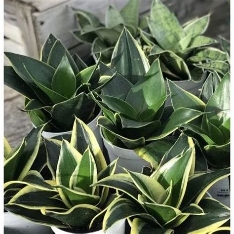 Indoor Snake Plant at ₹ 99/piece | Snake Plant in Gurgaon | ID: 21719663848