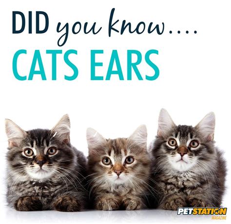 Did You Know... Cats Ears have 32 muscles in each ear! | Cats, Cat food ...