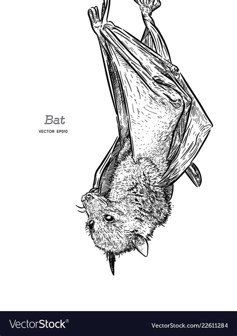 Bat Drawing Engraving Ink Line Art Royalty Free Vector Image