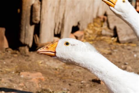 Ganso Blanco Granja De Aves Hermosos Gansos Blancos En Rayos De Sol