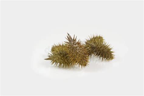 Cocklebur Isolated on White Background, Seeds are Medicinal. Stock ...