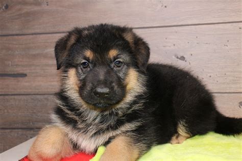 Boston A Male Akc German Shepherd Puppy For Sale In Nappanee In