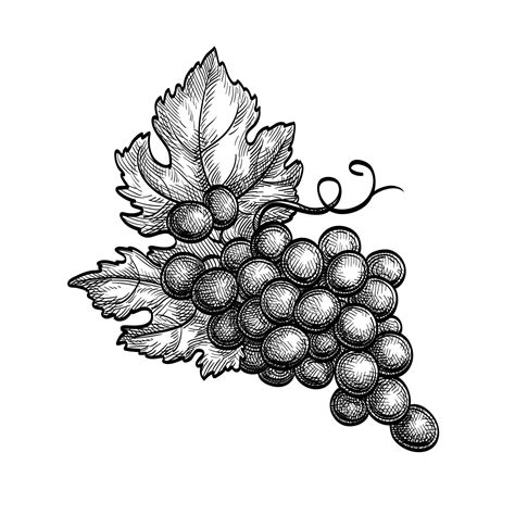 Bunch Of Grapes With Leaves Ink Sketch Isolated On White Background