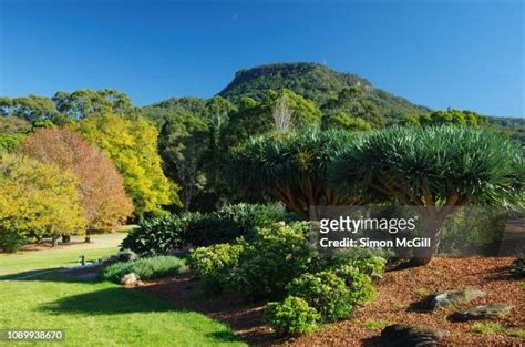 43 Wollongong Botanic Gardens Stock Photos, High-Res Pictures, and ...