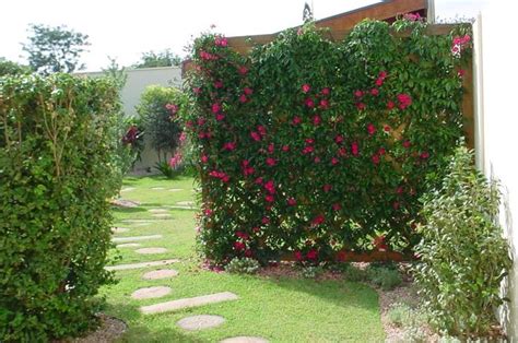 Plantas Trepadeiras De Parede E Muro Decorando Casas Plantas