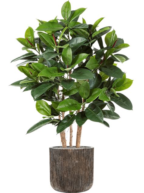 Ficus Elastica In Baq Luxe Lite Universe Waterfall Luwasa