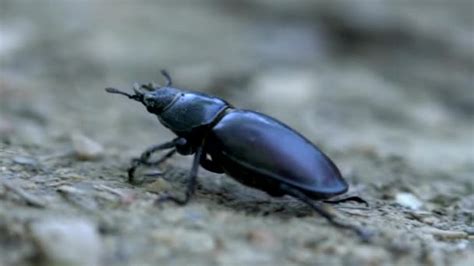 Insect Stag Beetle Bug Stock Photo By Panxunbin 3179332