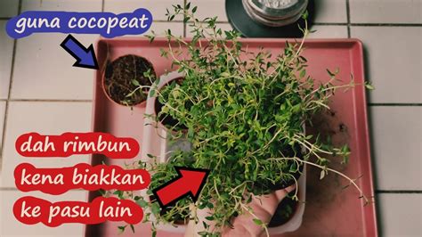 Pak Cik Kebun Kongsi Cara Tanam Pokok Thyme Melalui Keratan Batang