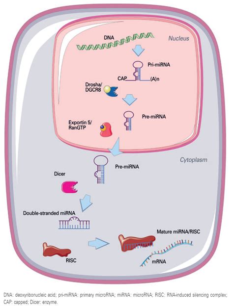 Scielo Brazil Micrornas Understanding Their Role In Gene Expression