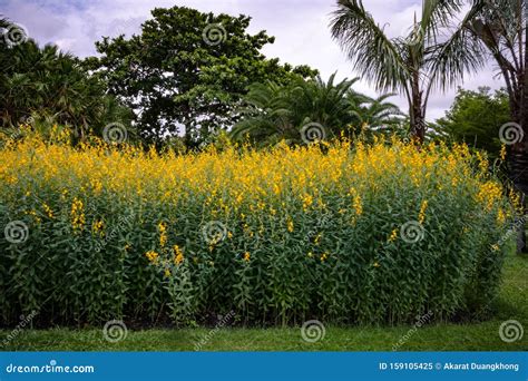 Maximilian Sunflower Stock Image Image Of Cottage Maximiliani